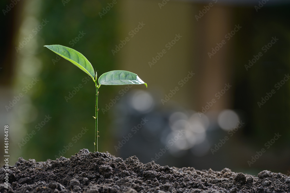 Young plant in the morning light on nature background