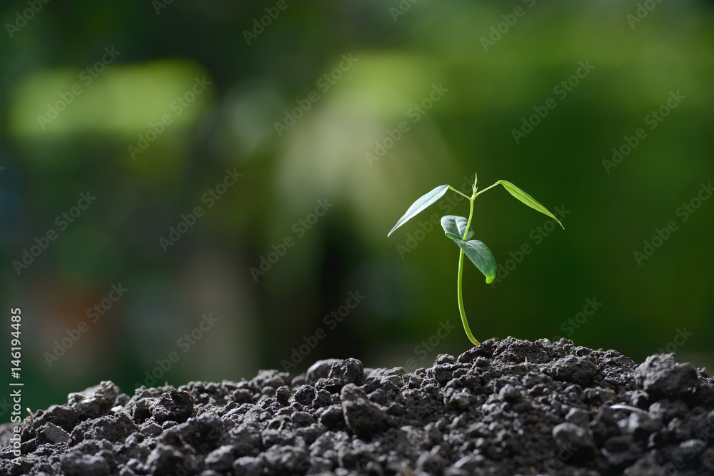 Young plant in the morning light on nature background