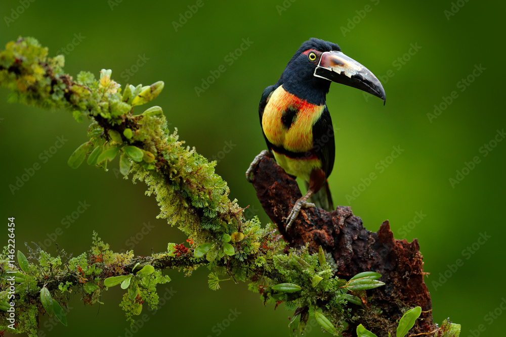 Collared Aracari, Pteroglossus torquatus, bird with big bill. Toucan sitting on the nice branch in t