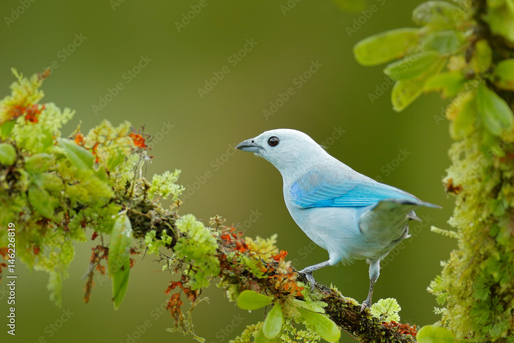 Blue tanager in green vegetation. Beautiful bird on the branch. Blue-gray Tanager, exotic tropic blu