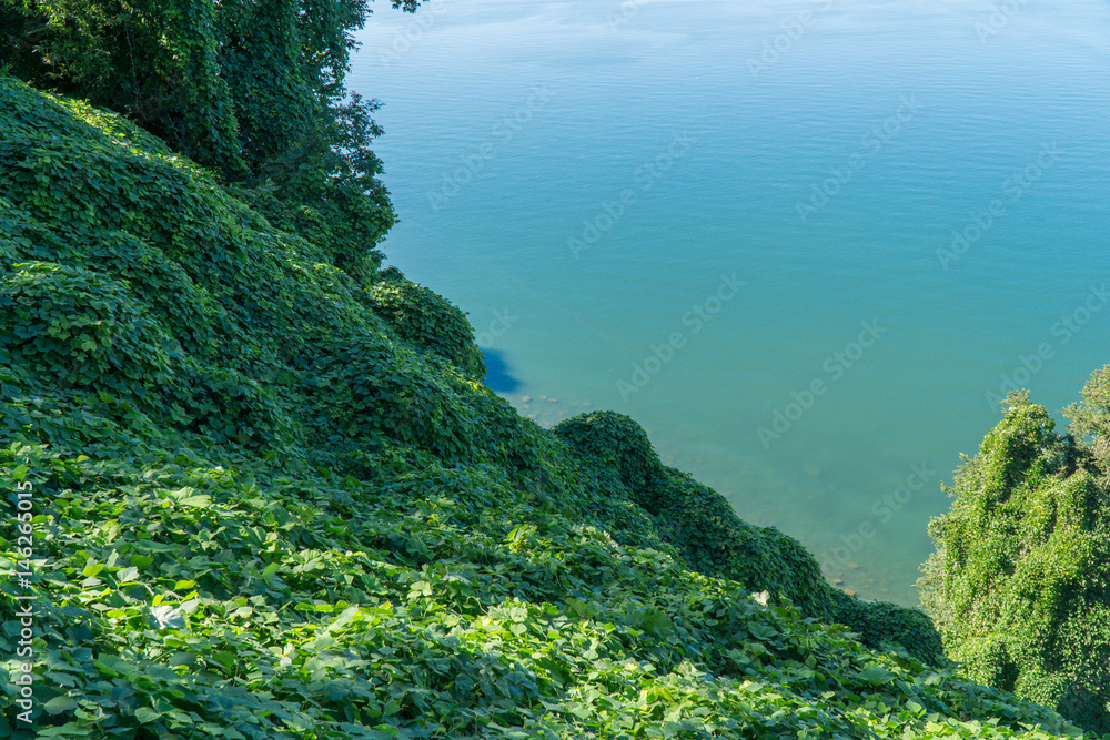 乔治亚州巴统植物园的海景。