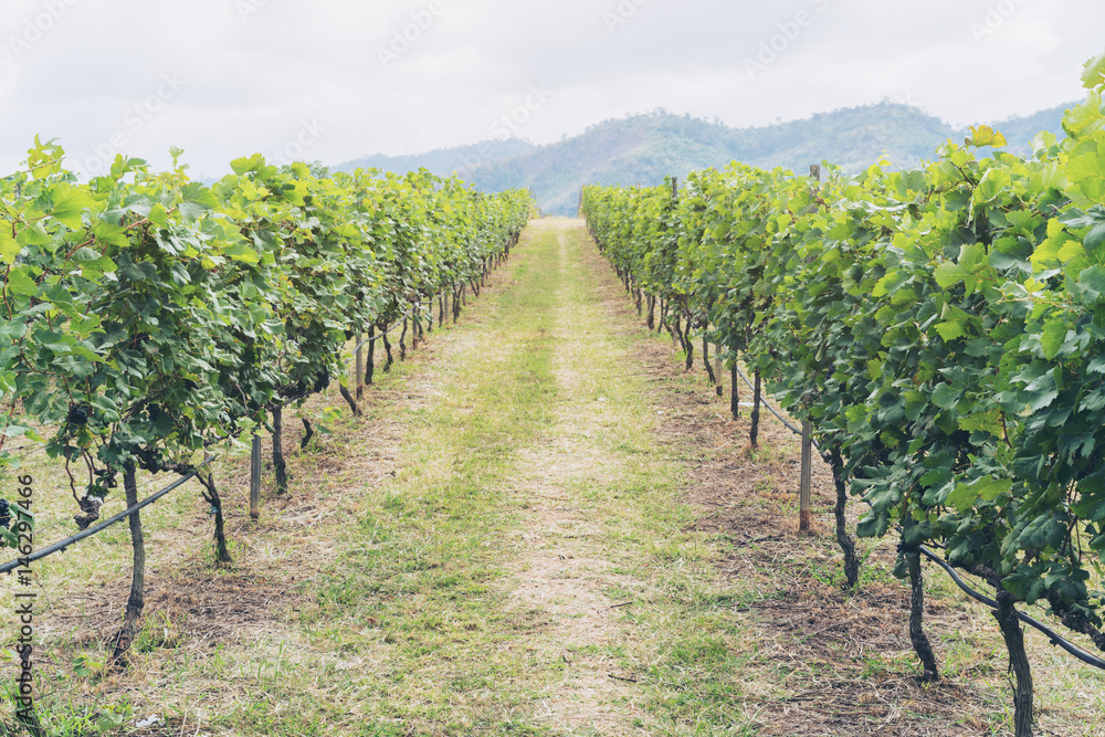 Vineyard pathway and mountain background landscape on hill