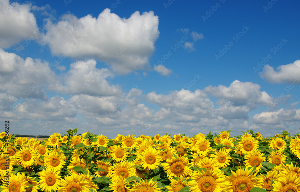 field of blooming sunflowers