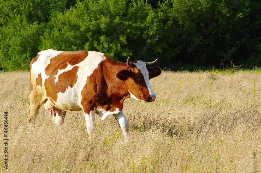 Cows grazing on a field