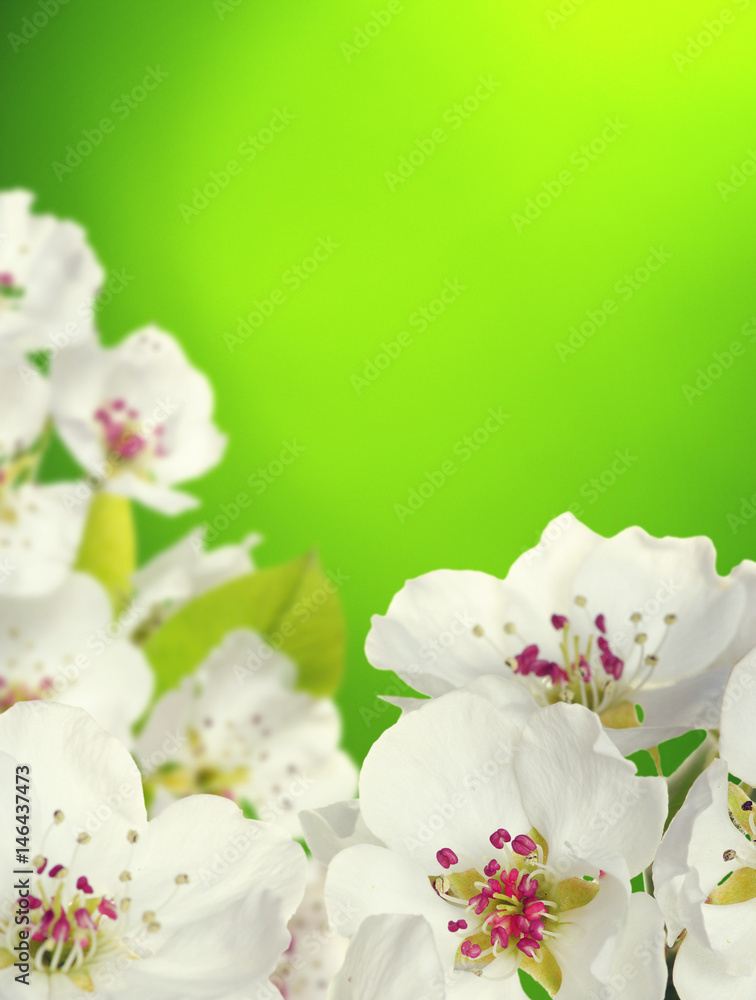 Spring blossom with soft blur background