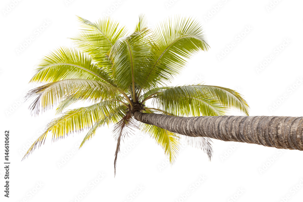 Coconut palm tree isolated on white background.