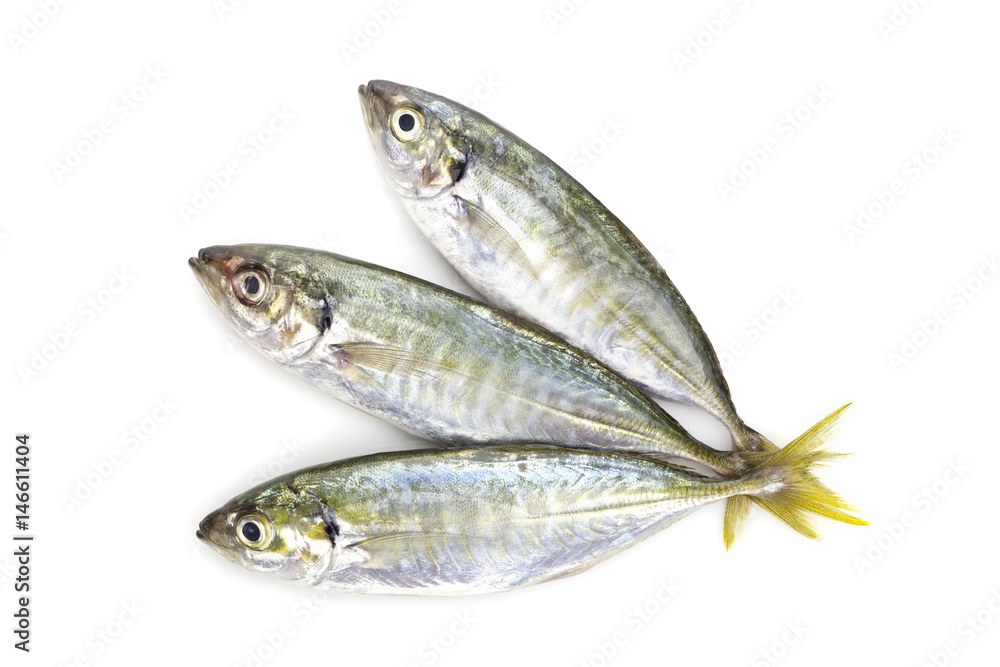 Yellow stripe trevally fish isolated on a white background.