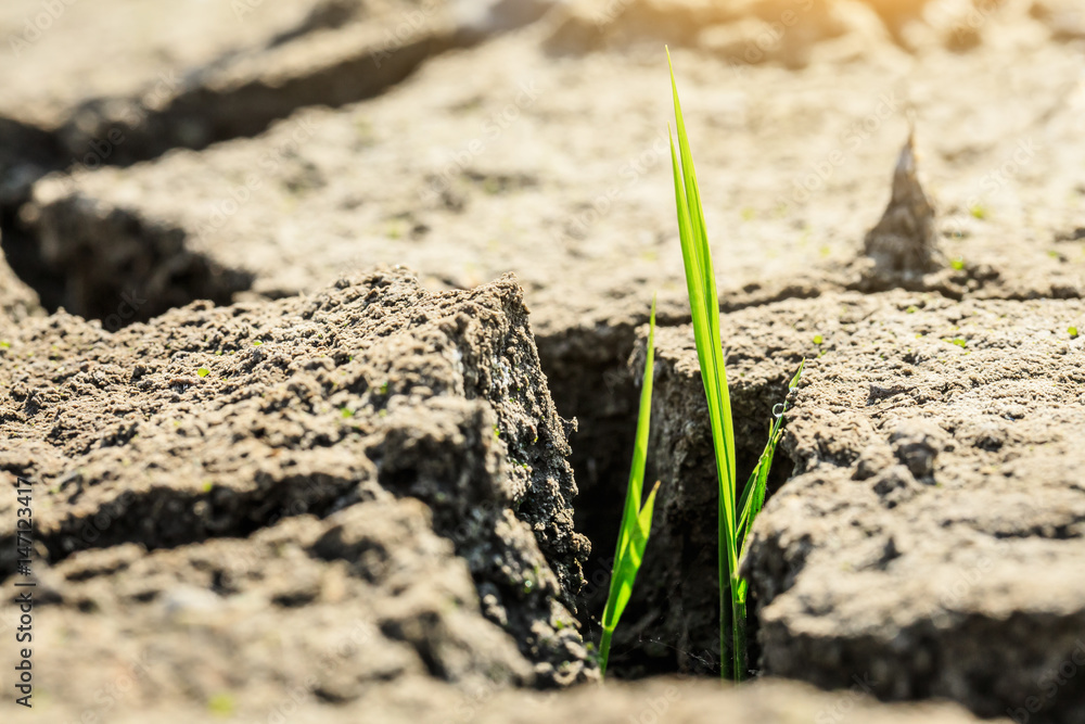 Green grass sprout grow on dry land,concept background