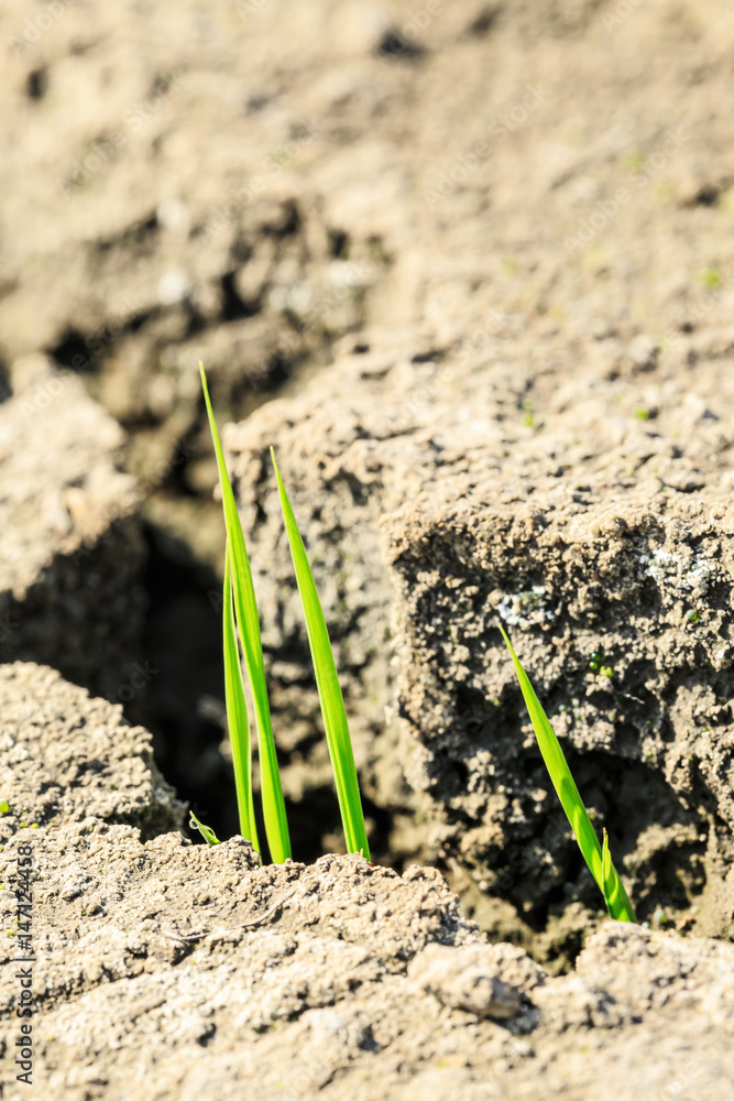 Green grass sprout grow on dry land,concept background