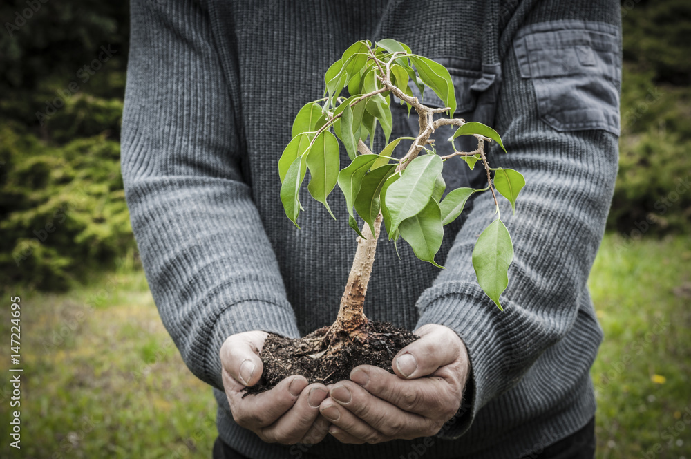 Haende halten einen Baum/Menschliche Haende哈尔滕einen Baum vor dem einpflanzen。