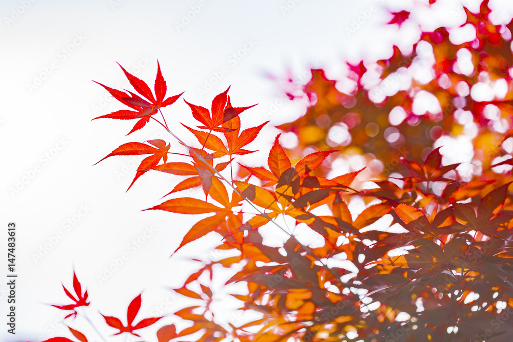 紅葉