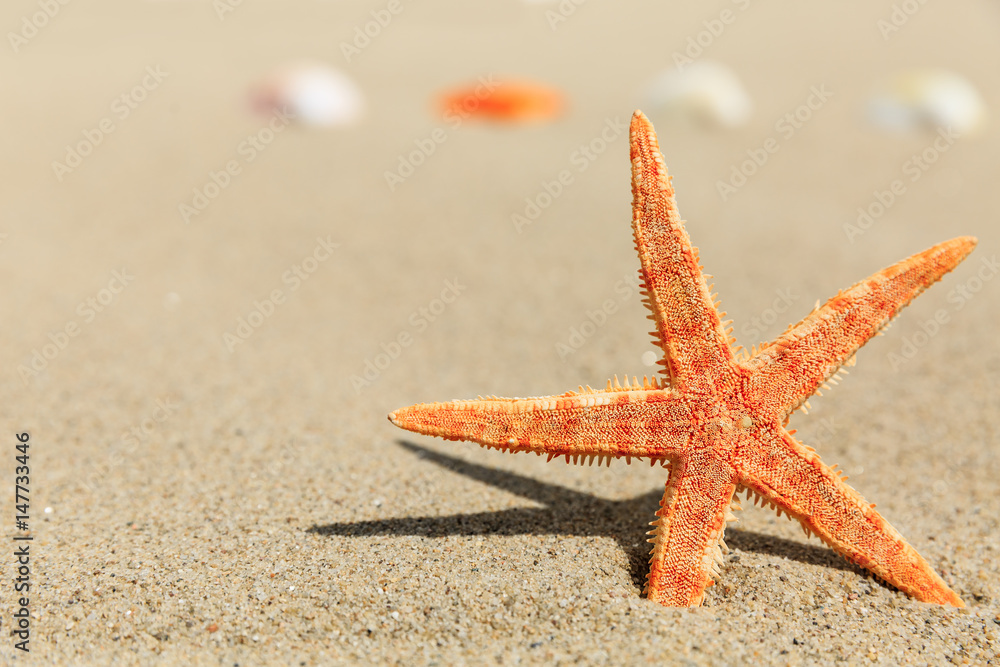 starfish and Shells on sandy beach