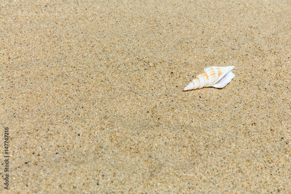 Landscape with conch on tropical beach