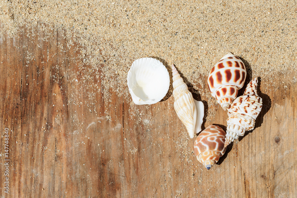 conch and Shells on sandy beach