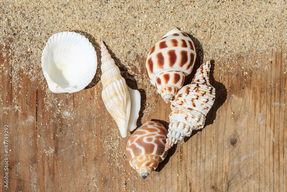 conch and Shells on sandy beach