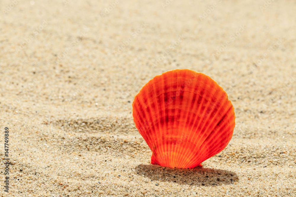 Shell on sandy beach