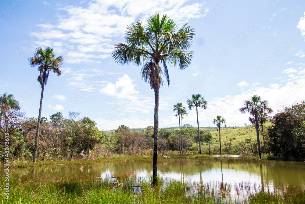 Buriti Tree into a lake（伯里提树坠入湖中）