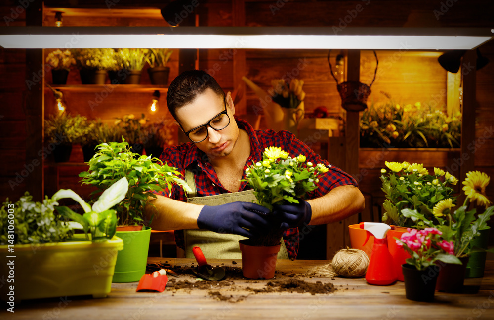 Happy man gardener transplants and watering flowers