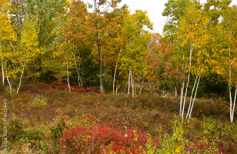 阿卡迪亚的Aspens