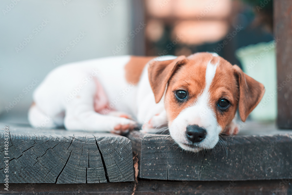 Jack russel puppy on white carpet