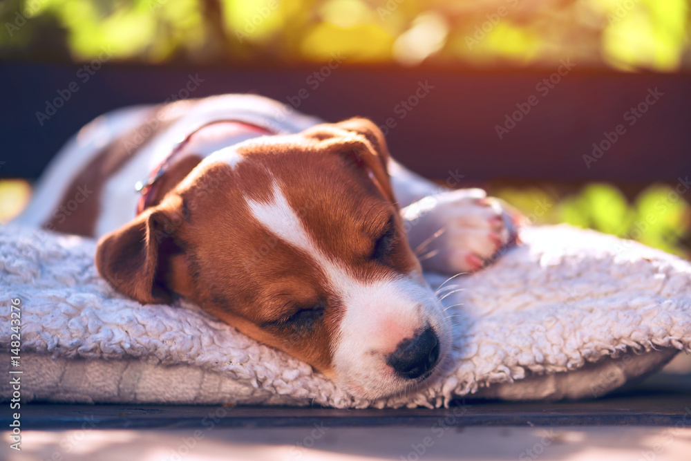 Jack russel puppy on white carpet