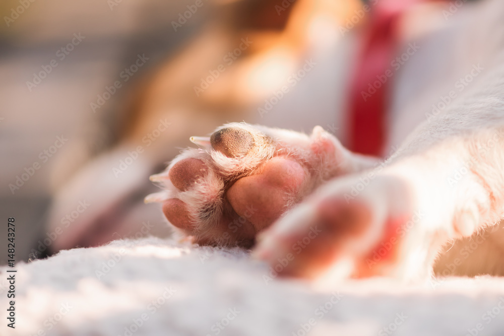 Jack russel puppy on white carpet