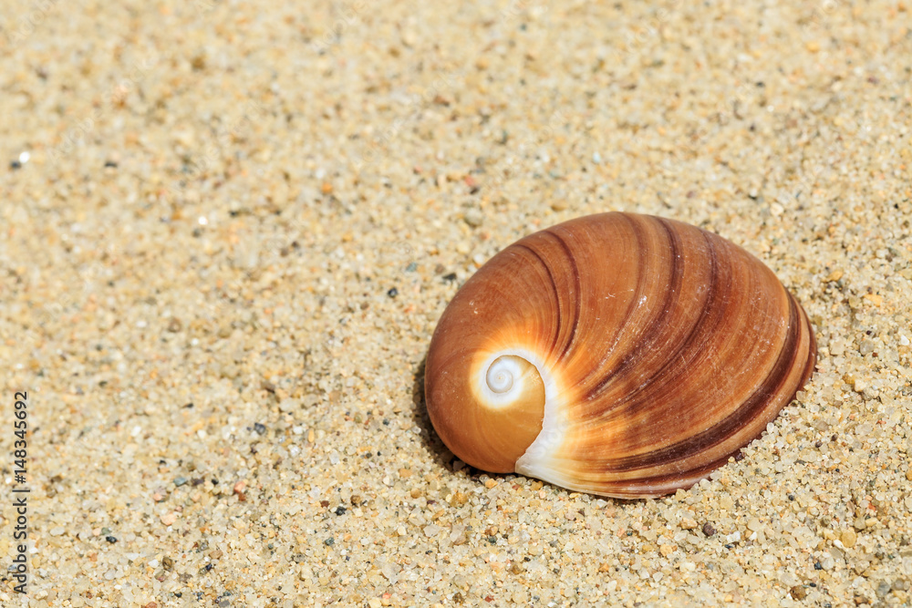 热带海滩上的海螺景观