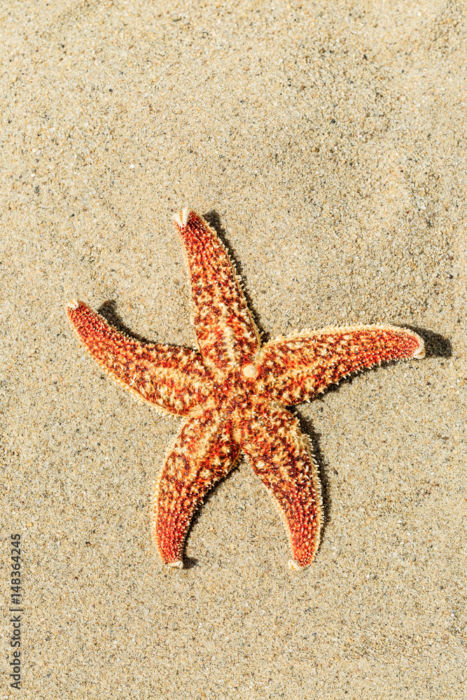 Starfish on sandy beach