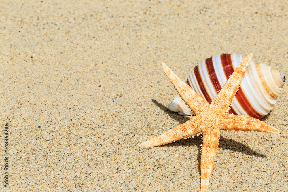 starfish and Shells on sandy beach