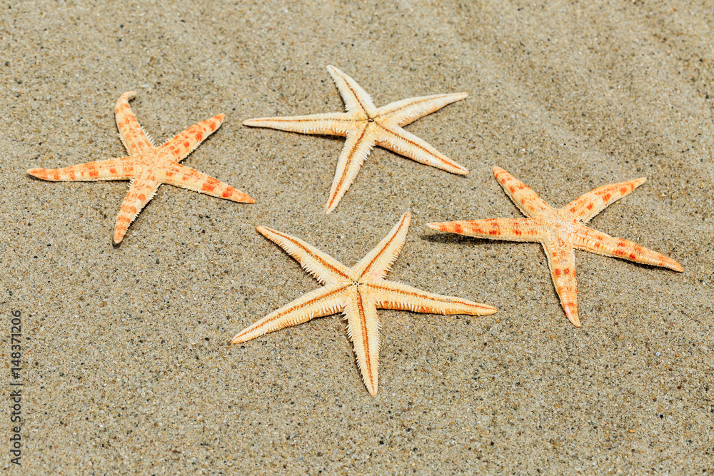 Starfish on sandy beach