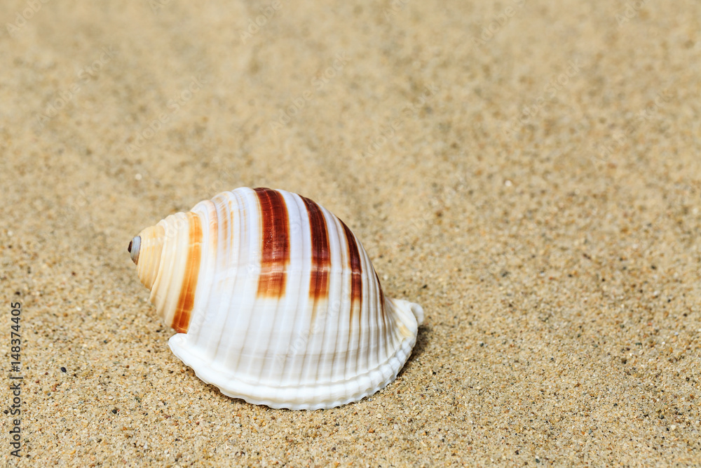 Landscape with conch on tropical beach