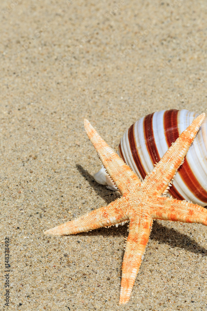 starfish and Shells on sandy beach