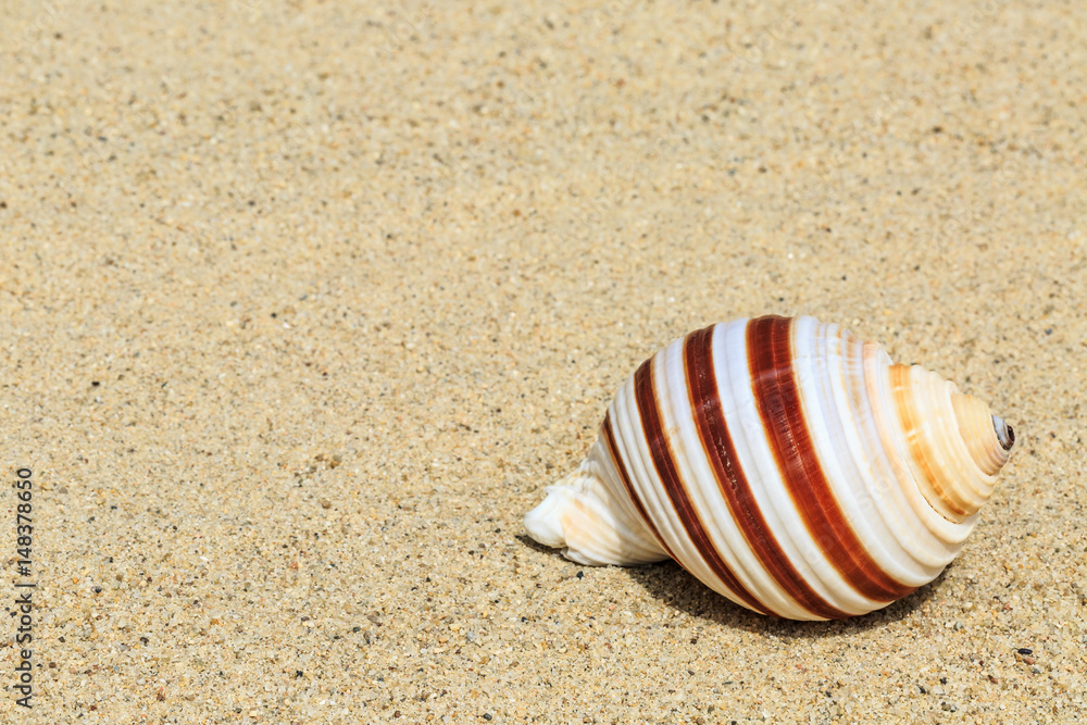 Landscape with conch on tropical beach