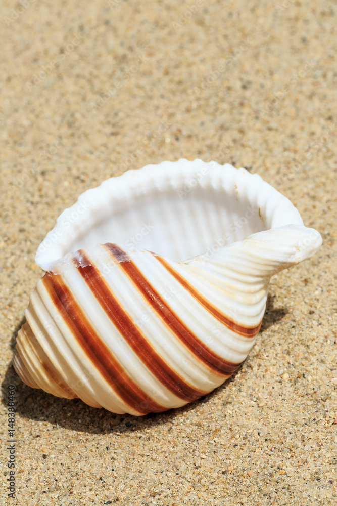 Landscape with conch on tropical beach