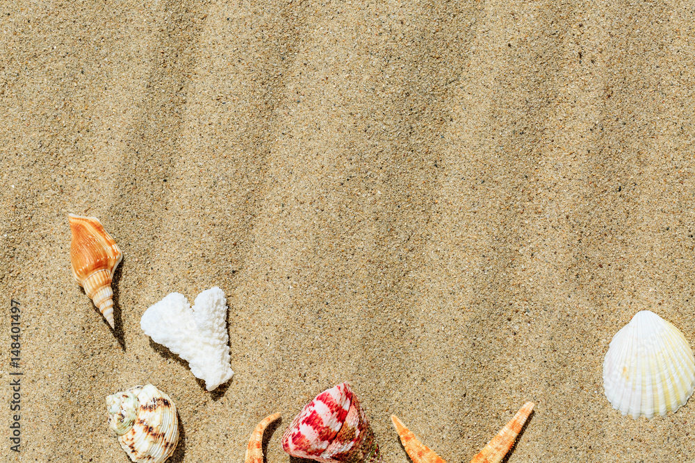 Landscape with conch on tropical beach