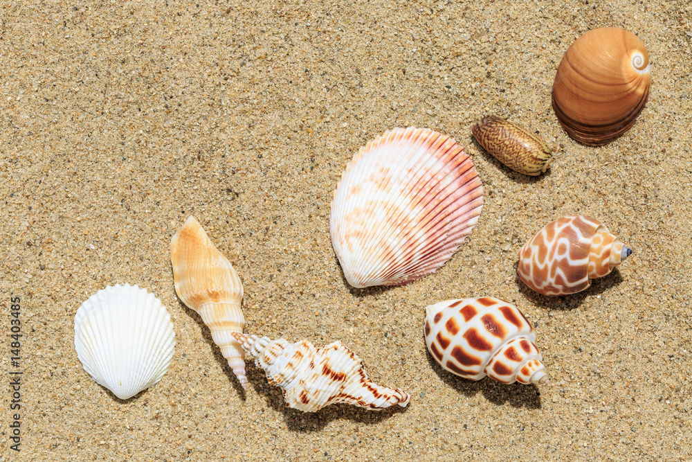 Landscape with conch on tropical beach