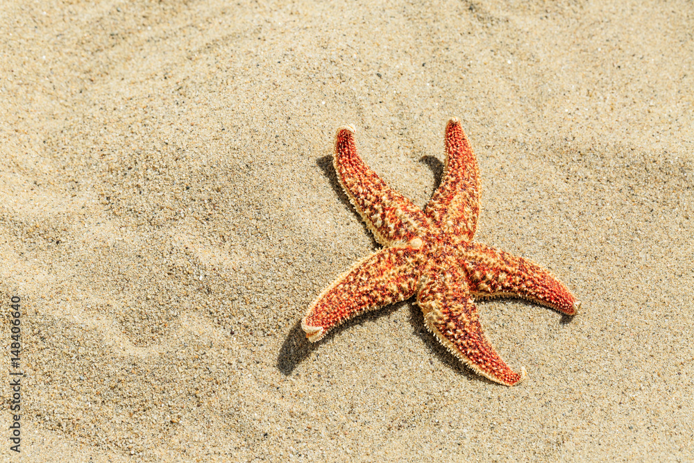 Starfish on sandy beach