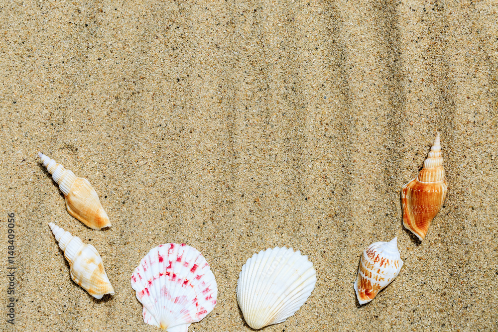 Landscape with conch on tropical beach