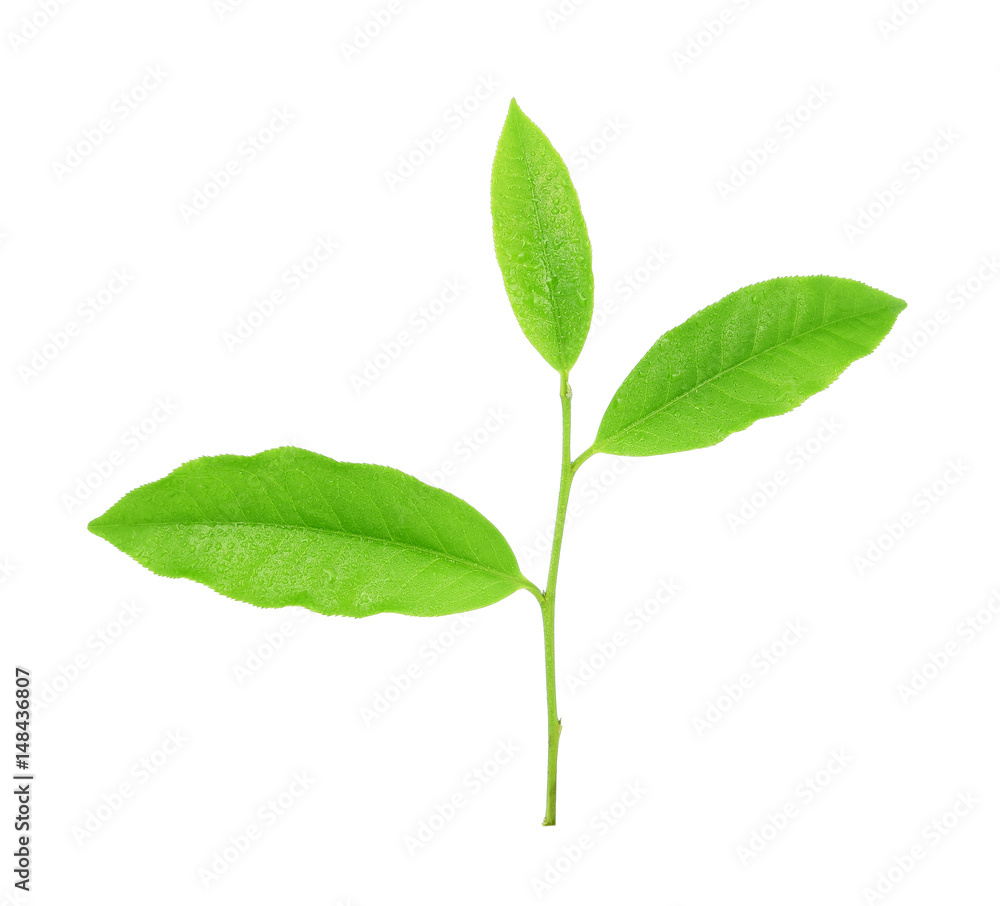 leaves Fresh green tea with drops of water isolated on white background.