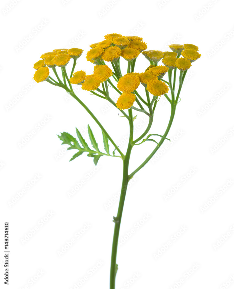 Yellow Tansy (Tanacetum vulgare) flowers isolated on white