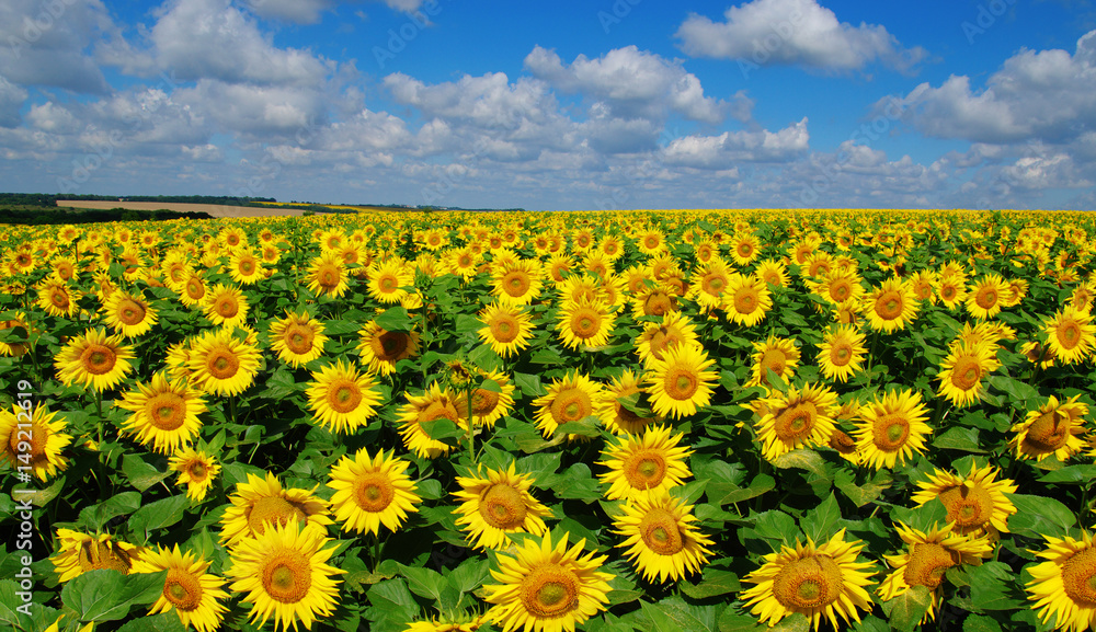 field of blooming sunflowers