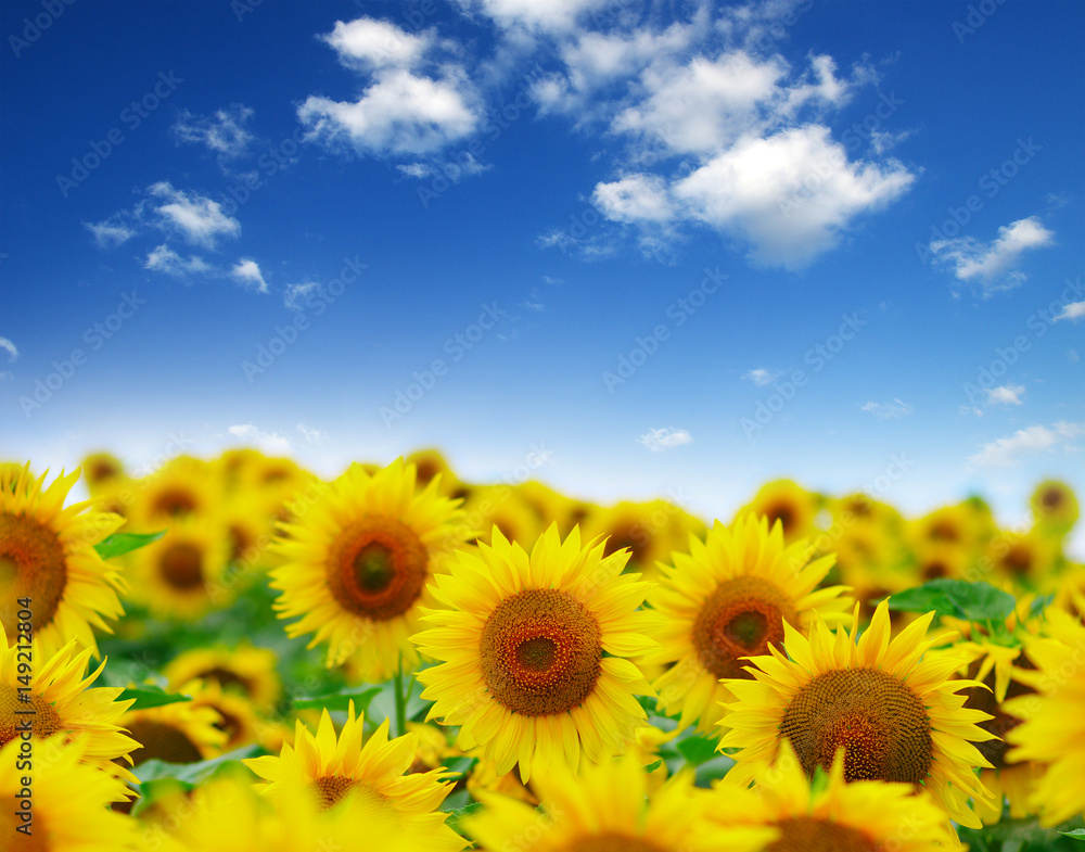 field of blooming sunflowers