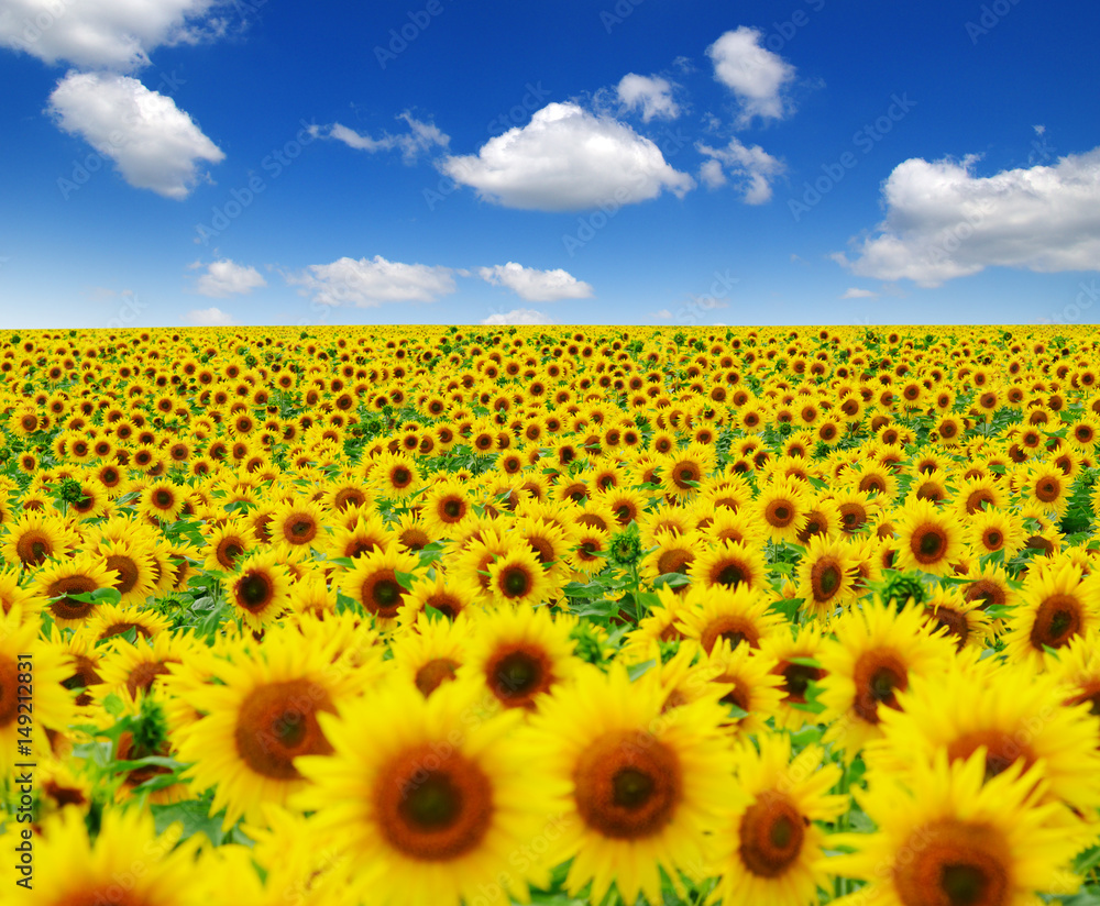 field of blooming sunflowers