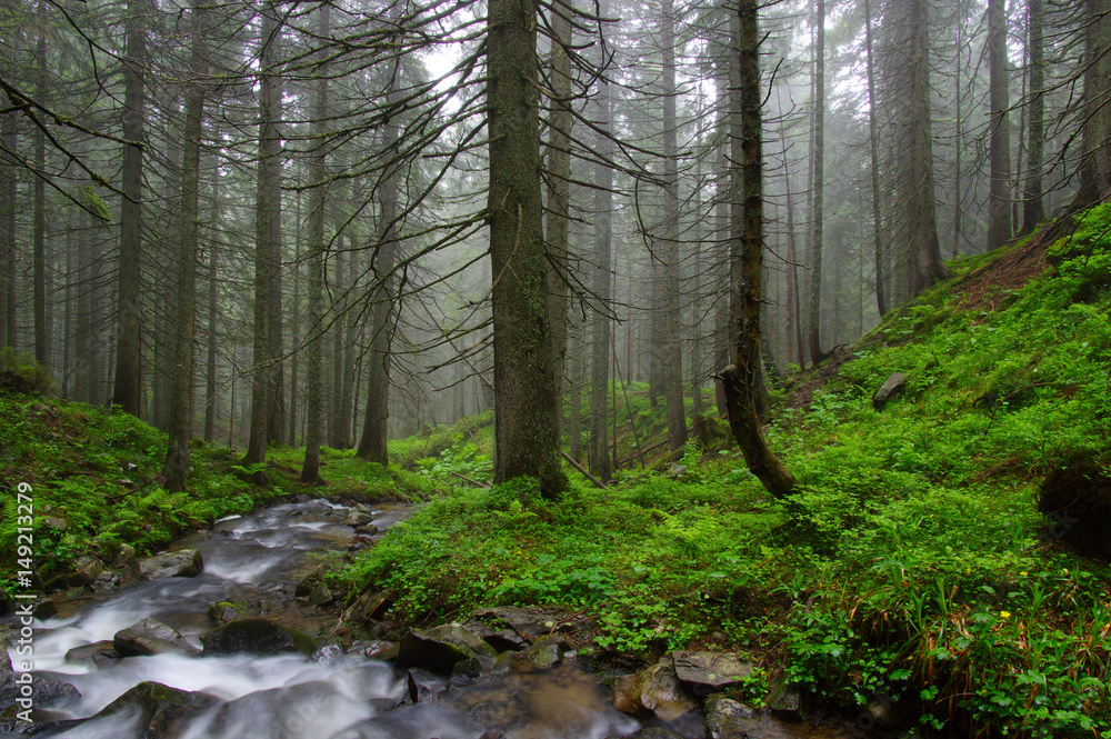 River in the woods