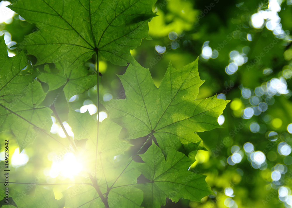 Green leaves and sun