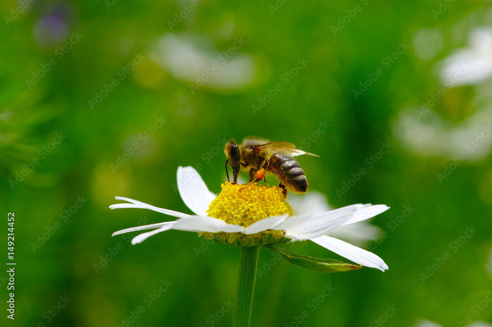 蜜蜂在花上