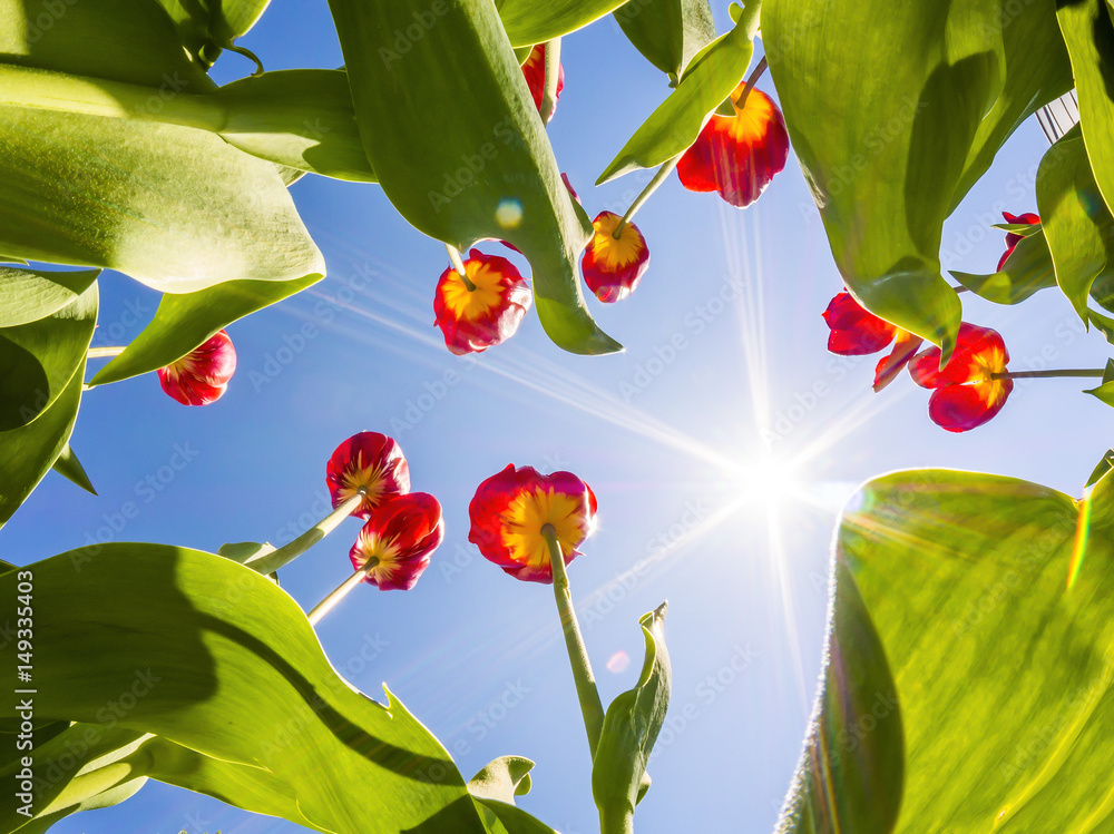 Tulips against the sky