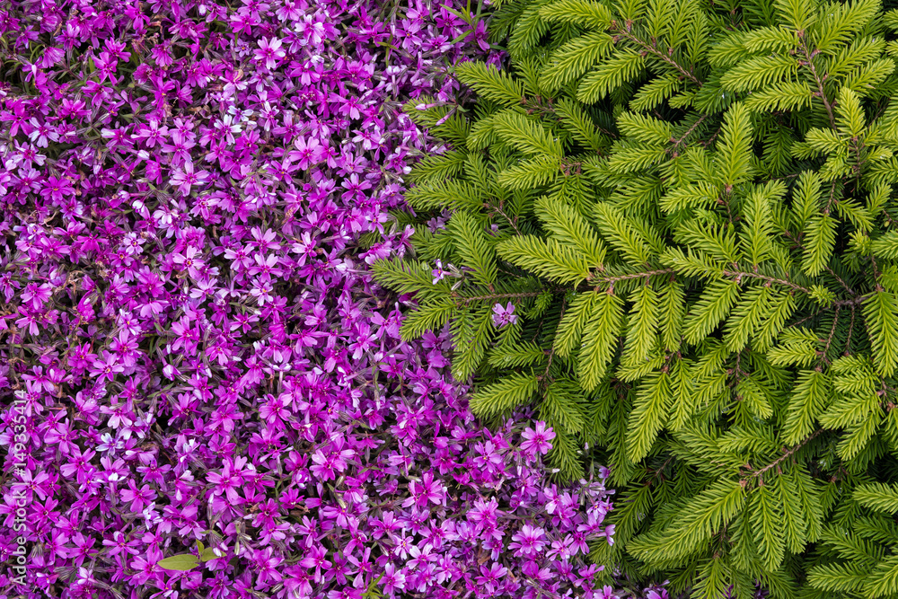 生长在花园里的云杉和匍匐的Phlox paniculata