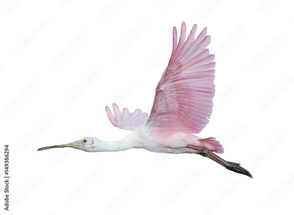 飞行中的Roseate Spoonbill