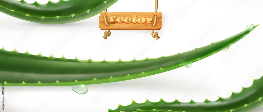 Aloe vera. Medicinal plant, 3d vector icon